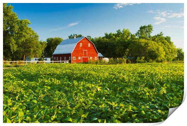 Soybean Field and Red Barn Print by Dave Reede