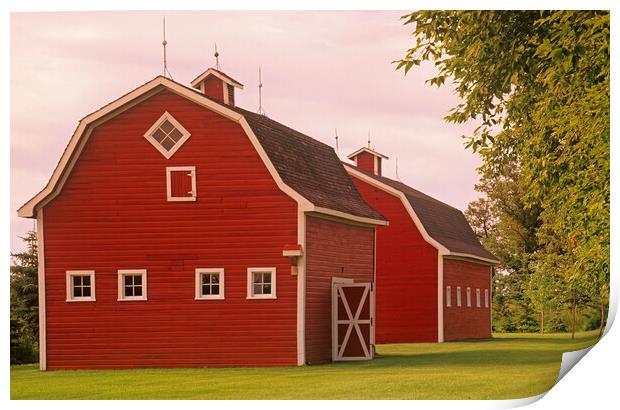 red barns Print by Dave Reede