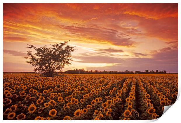 Sunflower Field at Sunset Print by Dave Reede