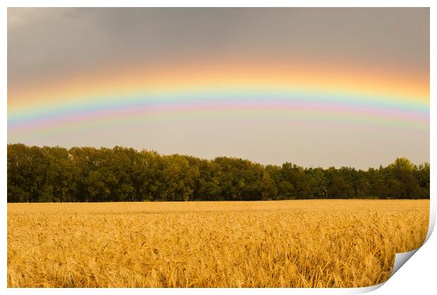 Rainbow over Barley Field Print by Dave Reede
