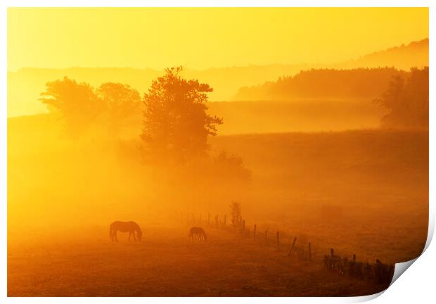 Morning Graze Print by Dave Reede