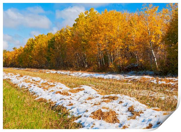 wheat stubble field with snow and aspens in autumn colour Print by Dave Reede