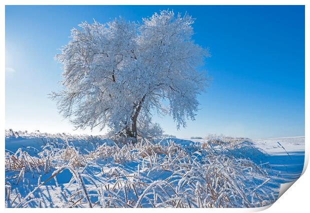 tree covered with hoarfrost Print by Dave Reede