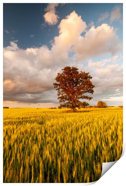 oak tree in a field of wheat Print by Dave Reede