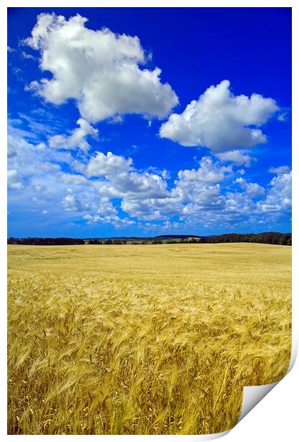 maturing barley crop Print by Dave Reede