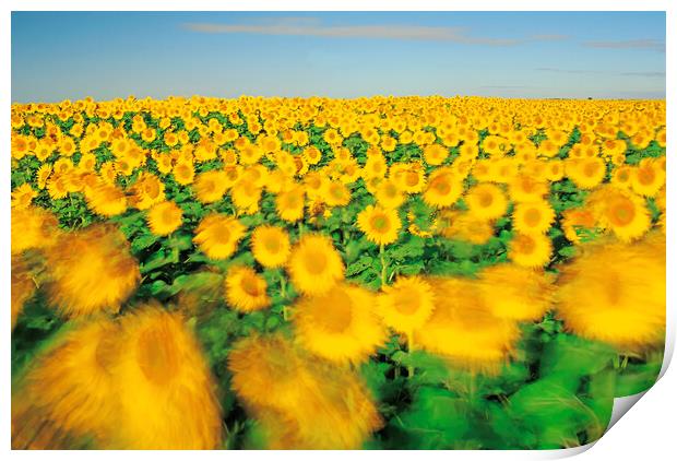 sunflower field on a windy day Print by Dave Reede