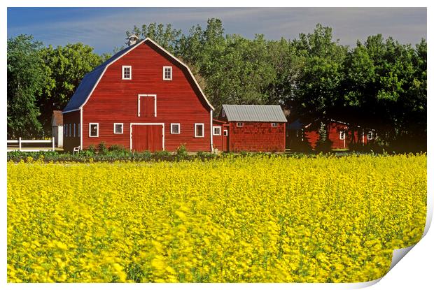 a field of bloom stage canola with a barn in  background Print by Dave Reede