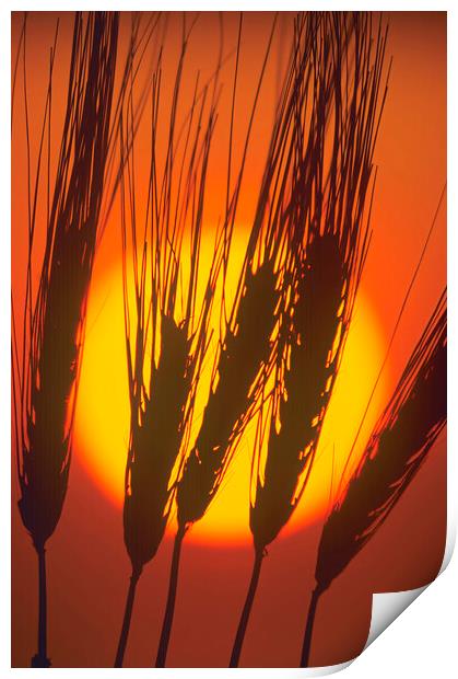 barley at sunset Print by Dave Reede