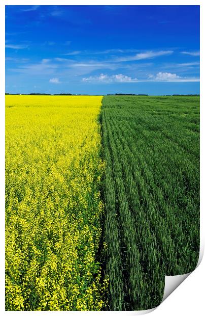 wheat and canola fields Print by Dave Reede