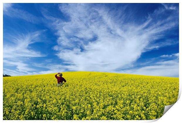 a man looks out over a field of bloom stage canola Print by Dave Reede