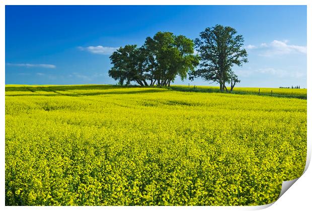 canola field Print by Dave Reede