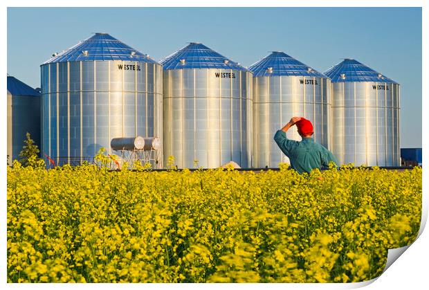 a farmer in his bloom stage canola field looks out at grain bins Print by Dave Reede