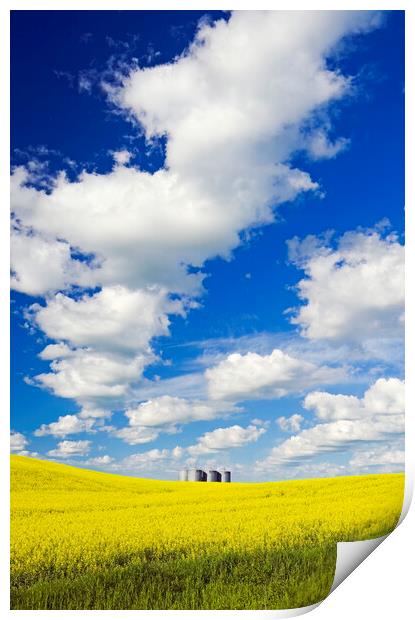 bloom stage canola with grain bins in the background Print by Dave Reede