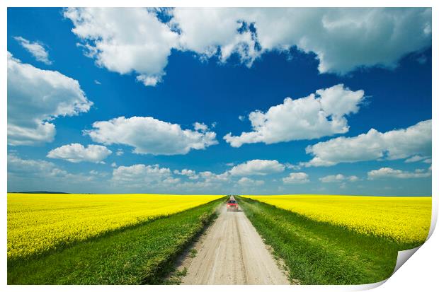 road through farmland with canola on both sides Print by Dave Reede