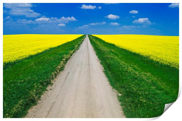 road through farmland with blooming canola Print by Dave Reede