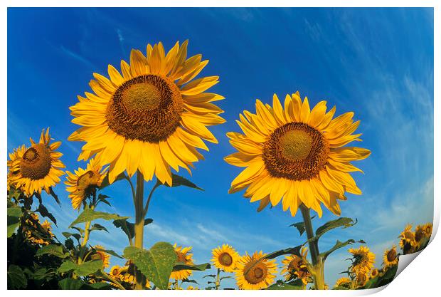close-up of two sunflowers Print by Dave Reede