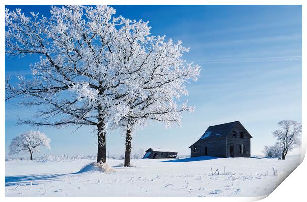 frost covered trees and old farm house Print by Dave Reede