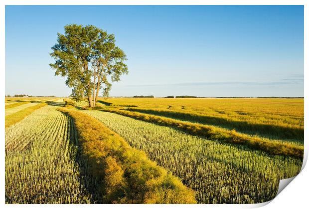 swathed canola and cottonwood tree Print by Dave Reede