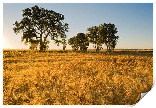 mature, harvest ready winter wheat field Print by Dave Reede