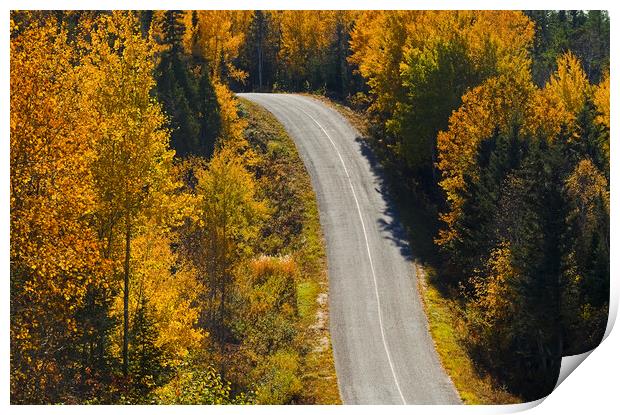 paved road going through forest Print by Dave Reede