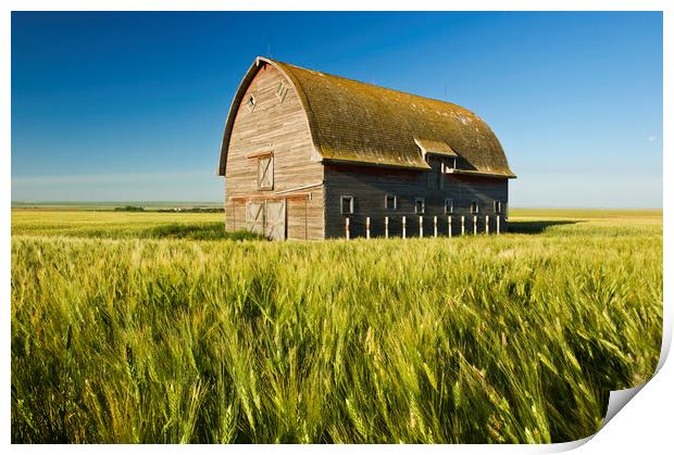durum wheat field and old barn Print by Dave Reede