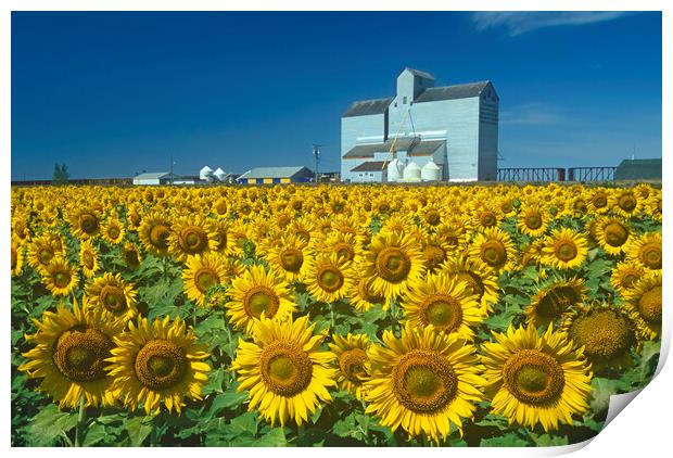 sunflower field with grain elevator in the background Print by Dave Reede