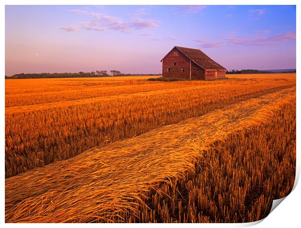 swathed spring wheat and old barn in the background Print by Dave Reede
