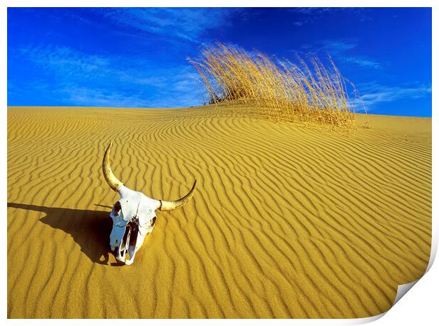 cow skull in the sand Print by Dave Reede