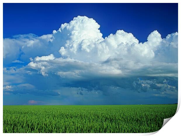 wheat field with a cumulonimbus cloud mass in the background Print by Dave Reede