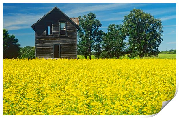 Old House Next to Canola Field Print by Dave Reede