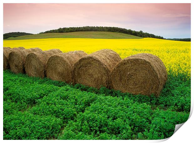 alfalfa field with round alfalfa bales and bloom stage canola in the background Print by Dave Reede