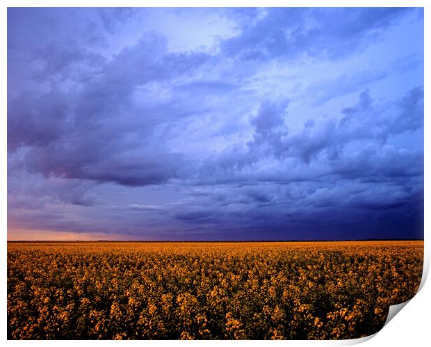blooming canola field with developing cumulonimbus cloud Print by Dave Reede