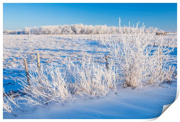 farmland  in winter  Print by Dave Reede
