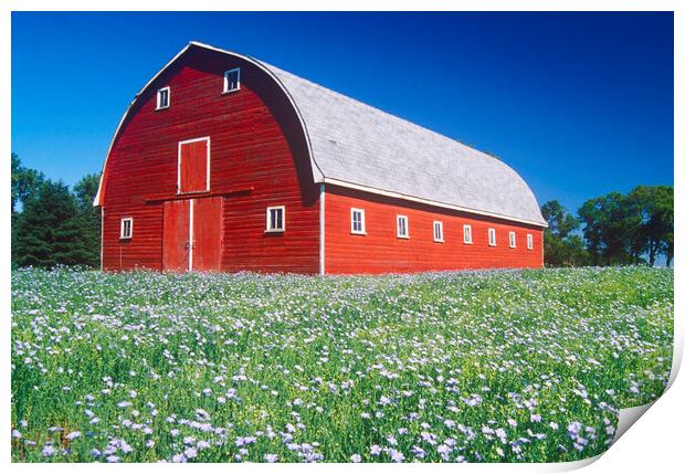 flax field in front of red barn Print by Dave Reede