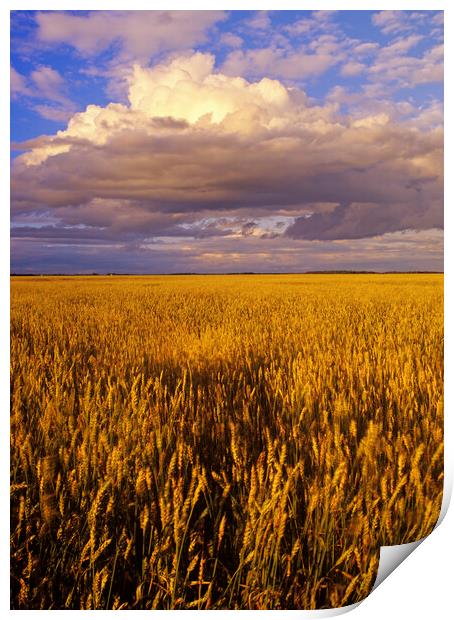 Spring Wheat Field Print by Dave Reede
