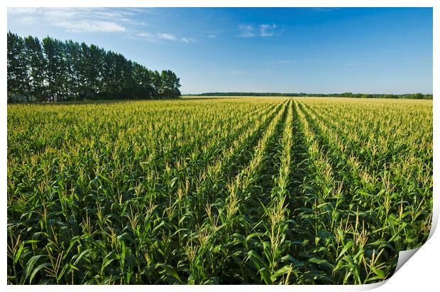 Feed Corn Field that Stretches to the Horizon Print by Dave Reede
