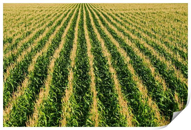 Corn Field Patterns Print by Dave Reede