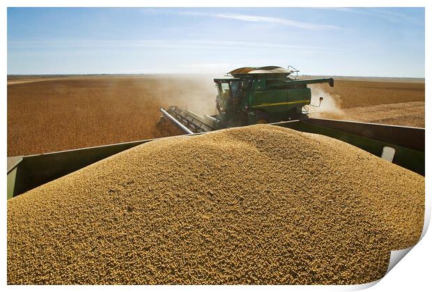 Soybean Harvest From a Grain Wagon Print by Dave Reede
