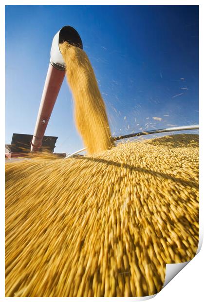Soybeans in Motion Print by Dave Reede