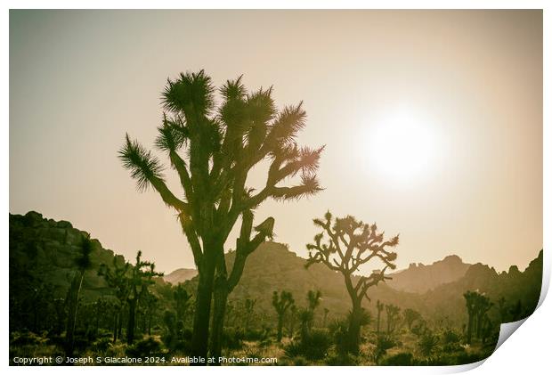 Joshua Tree Sunrise Dream Print by Joseph S Giacalone