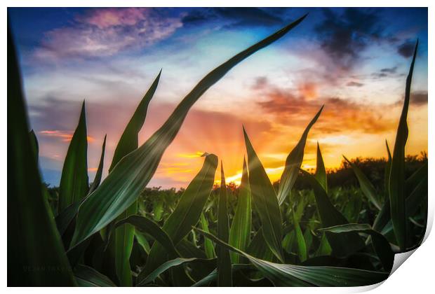 A view through the corn field at sunset Print by Dejan Travica