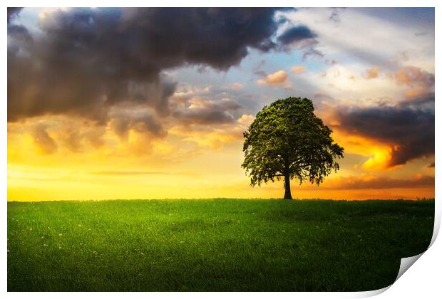 A lone tree under the cloudy sky in the field Print by Dejan Travica