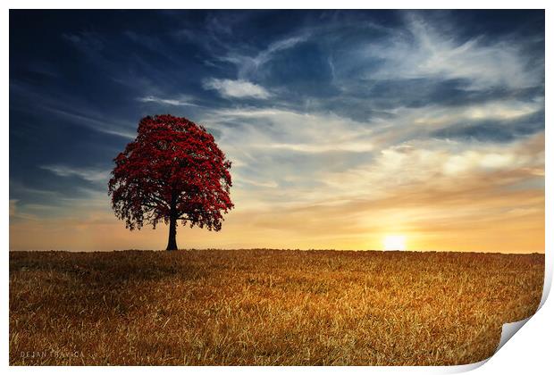 Red tree in the golden field Print by Dejan Travica