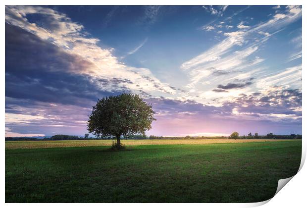 Lonely tree in the middle of green field Print by Dejan Travica