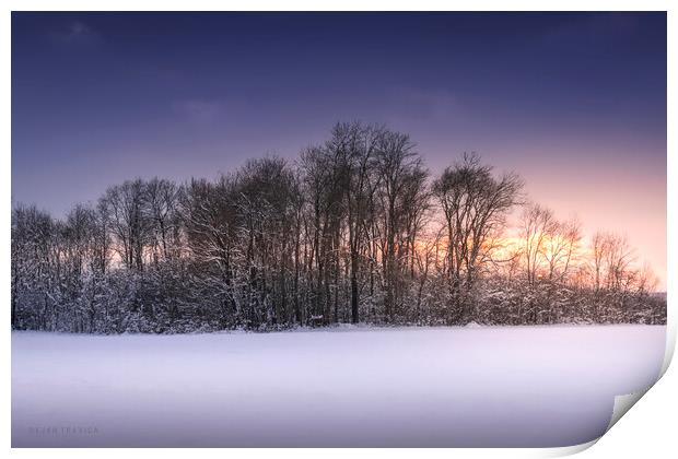 Grove in a field covered with snow Print by Dejan Travica