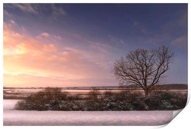 Bare tree in the winter field at sunset Print by Dejan Travica