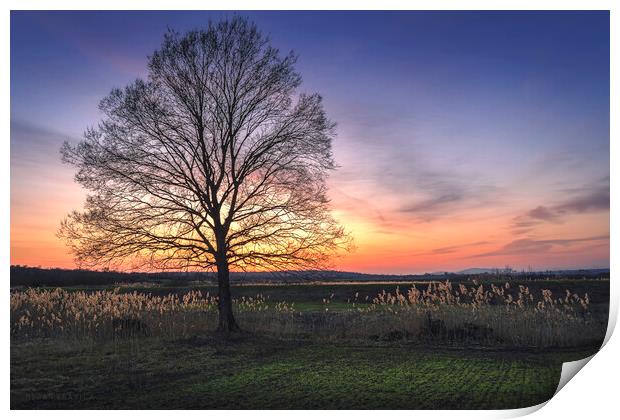 Lonely bare tree in the field at sunset Print by Dejan Travica