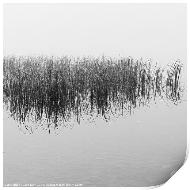 The reeds Print by Colin Kerr