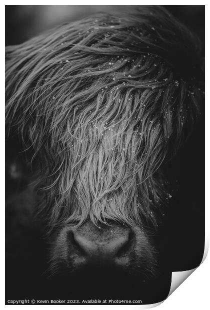 Highland cow portrait  Print by Kevin Booker