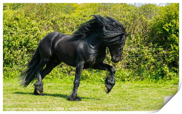 Dales pony black stallion  Print by Graham Mitchell